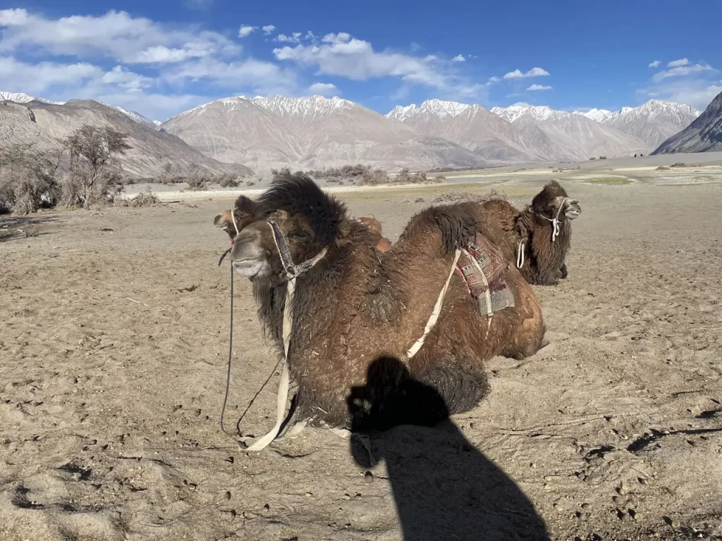 nubra valley camels ladakh