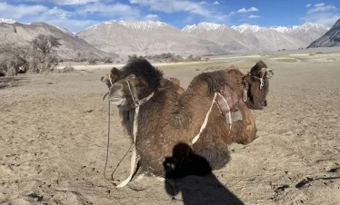 nubra valley camels ladakh
