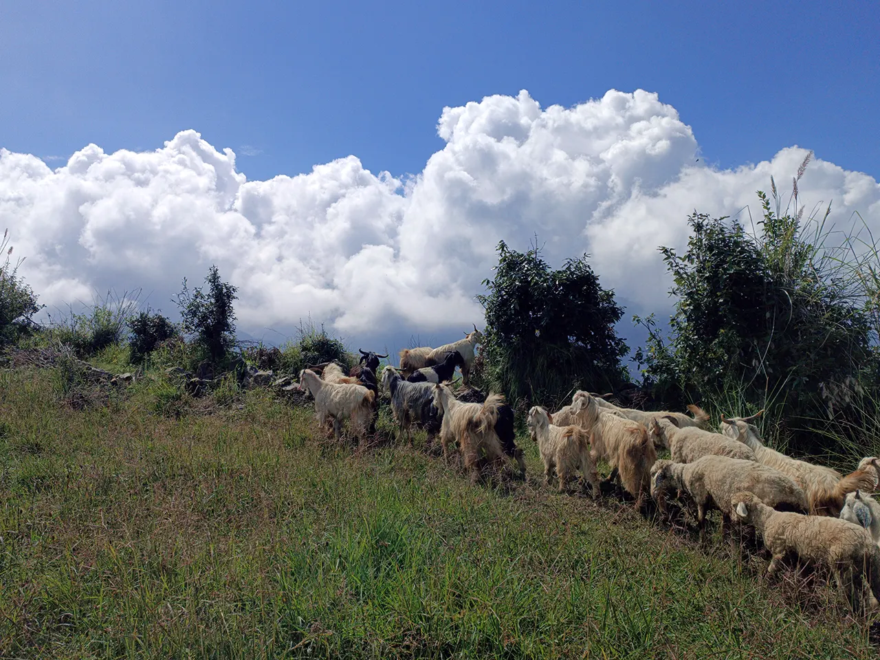 nag tibba trek