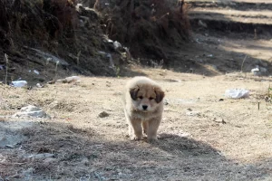 himalayan sheepdog bhutia