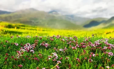 valley of flower trek