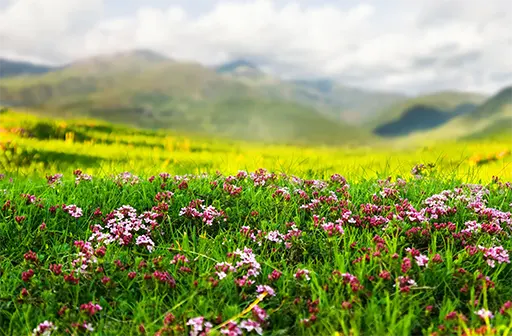 valley of flower trek